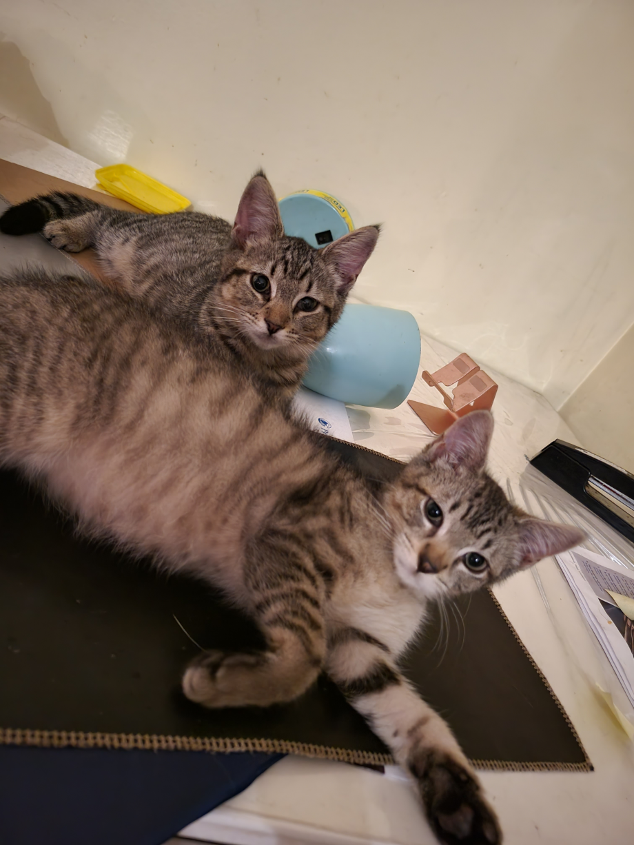 Cats for adoption. 길냥이 출신 아주 프랜리한 냥이 가족 기다려요