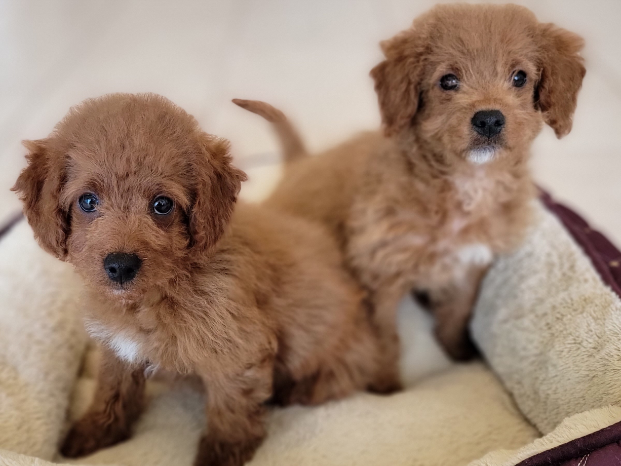 mini-size-golden-dooe