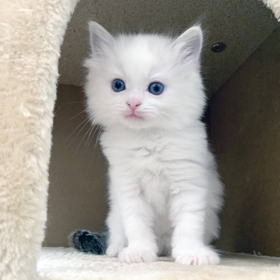 Does Airbnb Allow Cats For Rehoming
